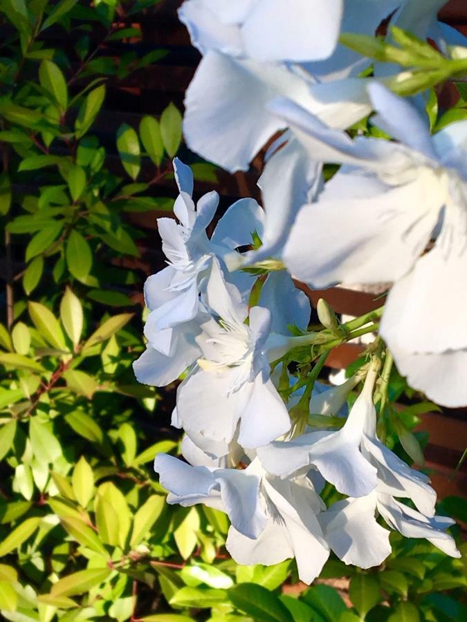 Pine And Lavander Home Biograd Na Moru Exterior foto